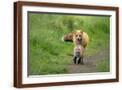 Brown Frame