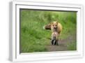 White Frame