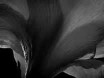 Cypress-Lydia Marano-Photographic Print