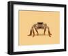 Lydia the Leggiest Cowgirl Spider-Anyone Can Yeehaw-Framed Photographic Print