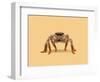 Lydia the Leggiest Cowgirl Spider-Anyone Can Yeehaw-Framed Photographic Print