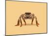 Lydia the Leggiest Cowgirl Spider-Anyone Can Yeehaw-Mounted Photographic Print