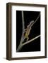 Lygodactylus Gutturalis (Dwarf Gecko)-Paul Starosta-Framed Photographic Print