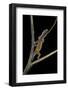 Lygodactylus Gutturalis (Dwarf Gecko)-Paul Starosta-Framed Photographic Print