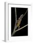 Lygodactylus Gutturalis (Dwarf Gecko)-Paul Starosta-Framed Photographic Print