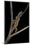 Lygodactylus Gutturalis (Dwarf Gecko)-Paul Starosta-Mounted Photographic Print