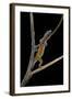 Lygodactylus Gutturalis (Dwarf Gecko)-Paul Starosta-Framed Photographic Print