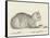 Lying Cat, Facing Right, by a Dish, 1812-Jean Bernard-Framed Stretched Canvas