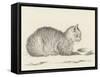 Lying Cat, Facing Right, by a Dish, 1812-Jean Bernard-Framed Stretched Canvas