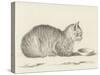 Lying Cat, Facing Right, by a Dish, 1812-Jean Bernard-Stretched Canvas