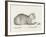 Lying Cat, Facing Right, By A Dish-Jean Bernard-Framed Art Print