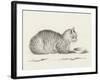 Lying Cat, Facing Right, By A Dish-Jean Bernard-Framed Art Print