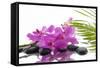 Lying down Pink Branch Orchid with Black Stones with Green Palm-Apollofoto-Framed Stretched Canvas