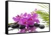 Lying down Pink Branch Orchid with Black Stones with Green Palm-Apollofoto-Framed Stretched Canvas