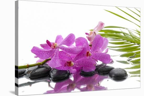 Lying down Pink Branch Orchid with Black Stones with Green Palm-Apollofoto-Stretched Canvas