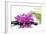 Lying down Pink Branch Orchid with Black Stones with Green Palm-Apollofoto-Framed Photographic Print