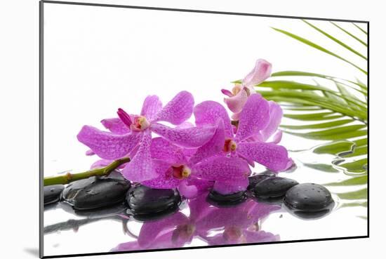 Lying down Pink Branch Orchid with Black Stones with Green Palm-Apollofoto-Mounted Photographic Print