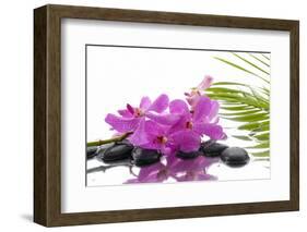 Lying down Pink Branch Orchid with Black Stones with Green Palm-Apollofoto-Framed Photographic Print