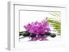 Lying down Pink Branch Orchid with Black Stones with Green Palm-Apollofoto-Framed Photographic Print