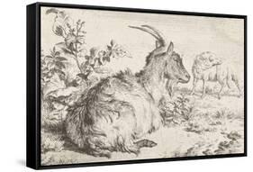 Lying goat, 1670-Adriaen van de Velde-Framed Stretched Canvas