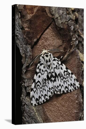 Lymantria Monacha (Black Arches Moth, Nun Moth)-Paul Starosta-Stretched Canvas