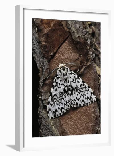 Lymantria Monacha (Black Arches Moth, Nun Moth)-Paul Starosta-Framed Photographic Print