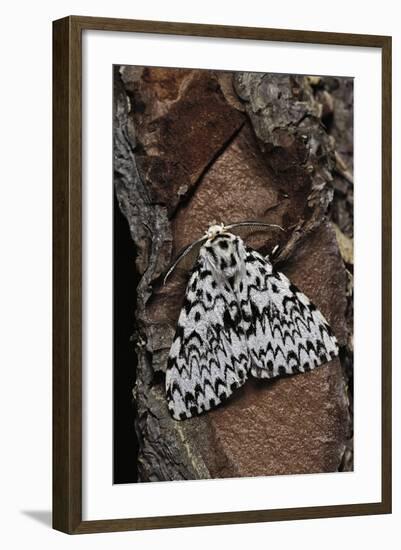 Lymantria Monacha (Black Arches Moth, Nun Moth)-Paul Starosta-Framed Photographic Print