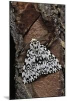 Lymantria Monacha (Black Arches Moth, Nun Moth)-Paul Starosta-Mounted Photographic Print