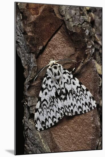 Lymantria Monacha (Black Arches Moth, Nun Moth)-Paul Starosta-Mounted Photographic Print