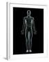 Lymphatic System, Artwork-SCIEPRO-Framed Photographic Print