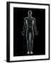 Lymphatic System, Artwork-SCIEPRO-Framed Photographic Print