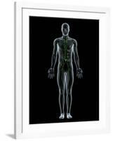 Lymphatic System, Artwork-SCIEPRO-Framed Photographic Print