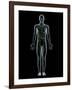 Lymphatic System, Artwork-SCIEPRO-Framed Photographic Print