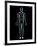 Lymphatic System, Artwork-SCIEPRO-Framed Photographic Print