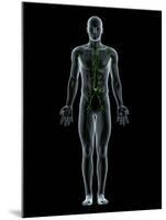 Lymphatic System, Artwork-SCIEPRO-Mounted Photographic Print