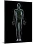 Lymphatic System, Artwork-SCIEPRO-Mounted Photographic Print