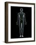 Lymphatic System, Artwork-SCIEPRO-Framed Photographic Print