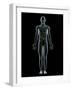 Lymphatic System, Artwork-SCIEPRO-Framed Photographic Print