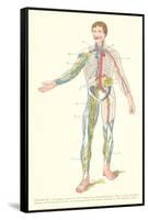 Lymphatic System-null-Framed Stretched Canvas