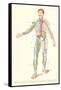 Lymphatic System-null-Framed Stretched Canvas