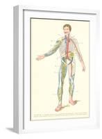 Lymphatic System-null-Framed Art Print