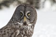 Snowy Owl-Lynn_B-Photographic Print