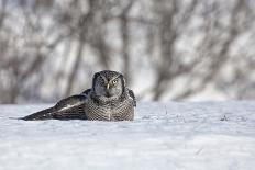 Northern Hawk Owl-Lynn_B-Photographic Print