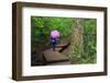 Lynn Canyon Park, Vancouver, British Columbia, Canada, North America-Richard Cummins-Framed Photographic Print