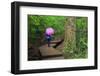 Lynn Canyon Park, Vancouver, British Columbia, Canada, North America-Richard Cummins-Framed Photographic Print