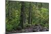 Lynn Canyon Park, Vancouver, British Columbia, Canada, North America-Richard Cummins-Mounted Photographic Print