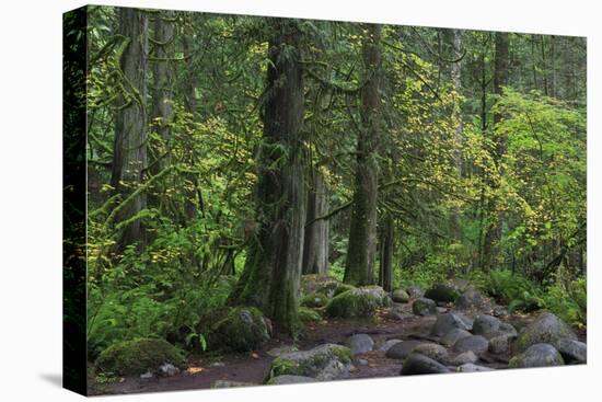 Lynn Canyon Park, Vancouver, British Columbia, Canada, North America-Richard Cummins-Stretched Canvas