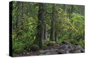 Lynn Canyon Park, Vancouver, British Columbia, Canada, North America-Richard Cummins-Stretched Canvas