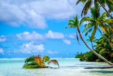 Coconut palms, Scout Park Beach, Cocos (Keeling) Islands, Indian Ocean, Asia-Lynn Gail-Photographic Print