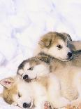 Alaskan Malamute Puppies in the Snow-Lynn M^ Stone-Photographic Print